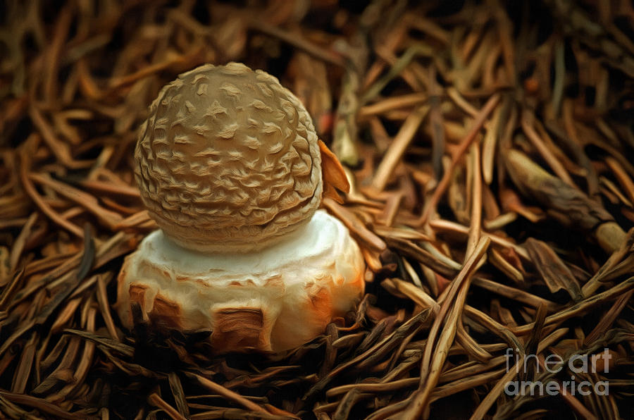 Mushroom - small toadstool spissa Digital Art by Michal Boubin