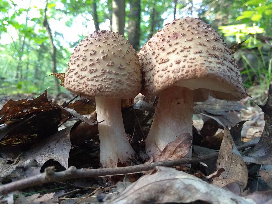 Mushroom Snuggle Photograph by Robert Nickologianis