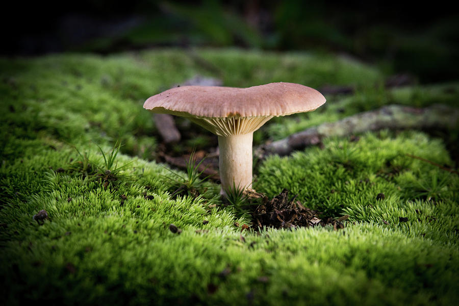 Mushroom Snuggled in Moss Glade Photograph by Douglas Barnett