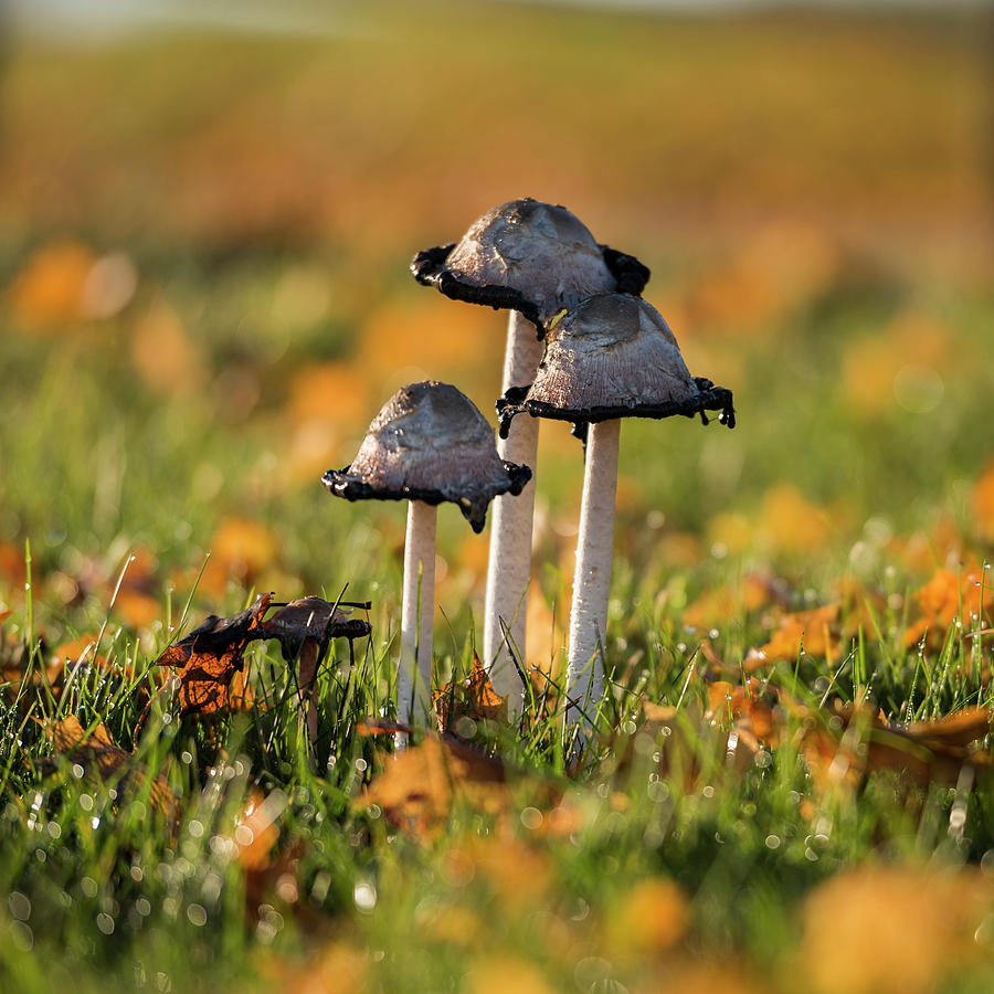 Mushroom Square Photograph by James Meyer