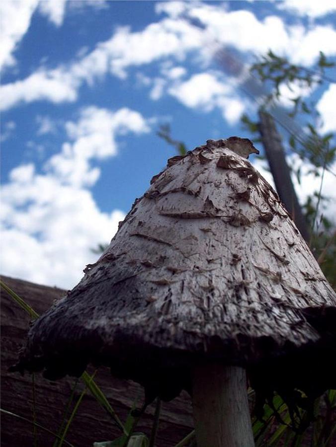 Mushroom Photograph - Mushroom by Stacey Mead