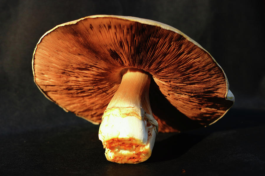 Mushroom Still Life Photograph by Jeff Townsend