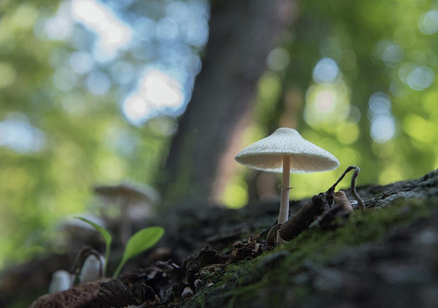 Mushroom Study 11 Photograph by Lea Rhea Photography