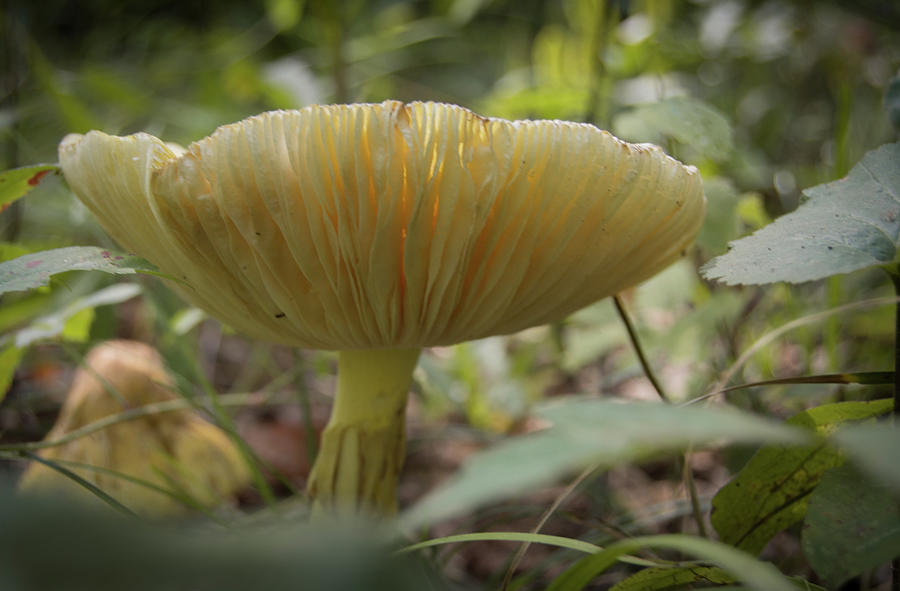 Mushroom Study 4 Photograph by Lea Rhea Photography