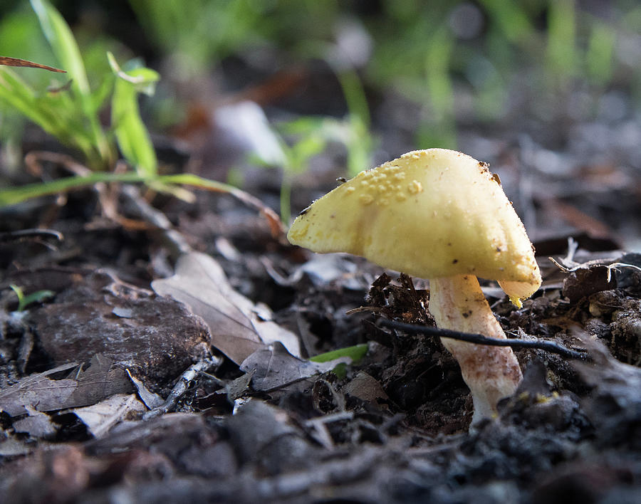 Mushroom Study 6 Photograph by Lea Rhea Photography