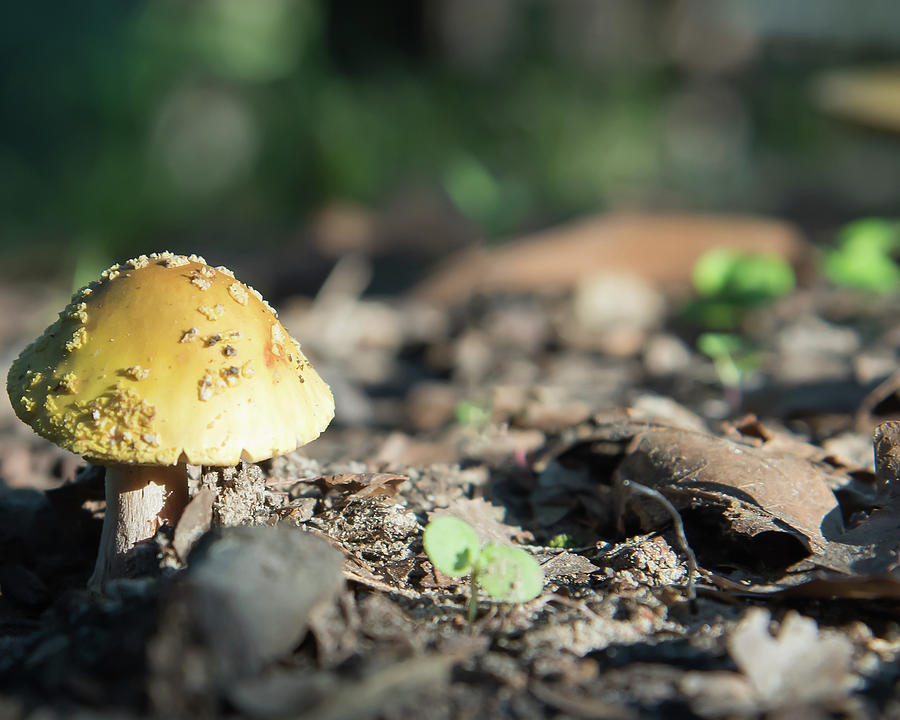 Mushroom Study 7 Photograph by Lea Rhea Photography