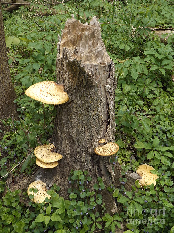 Mushroom Stump Photograph by Erick Schmidt