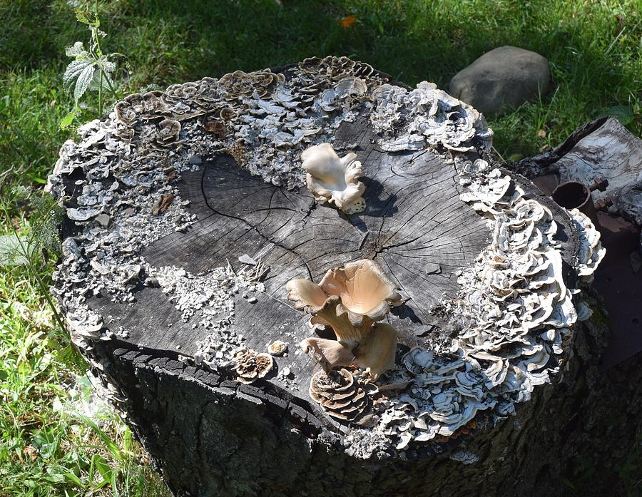 Mushroom Stump Photograph by R  Allen Swezey