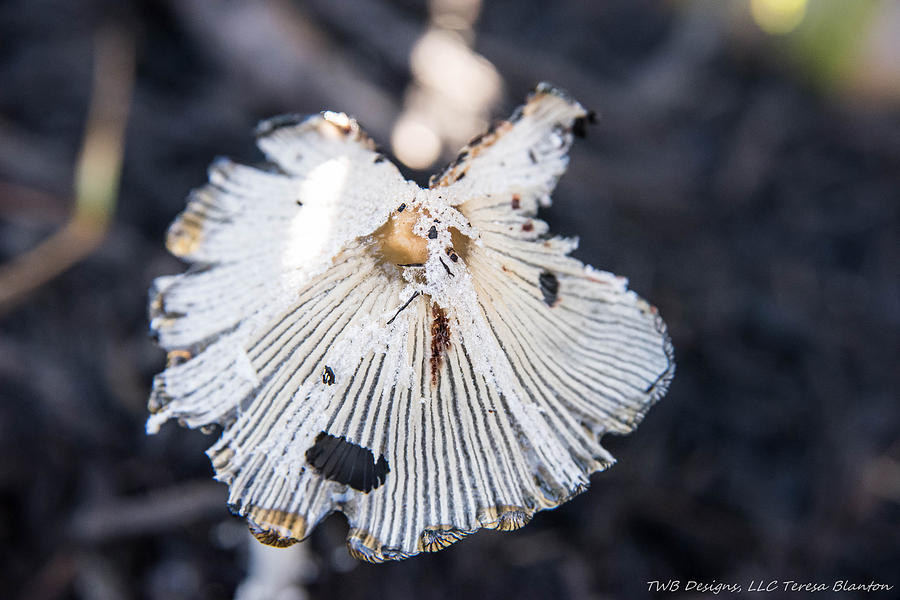 Mushroom Photograph by Teresa Blanton
