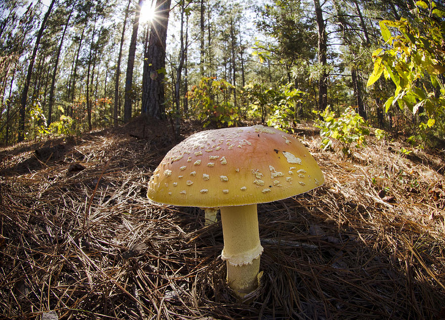 Mushroom Photograph - Mushroom toadstool by Eric Abernethy