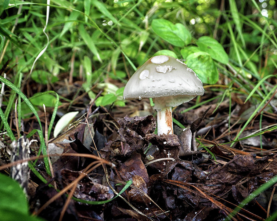 Mushroom, Toadstool or Just a Fun Guy Photograph by Bill Swartwout