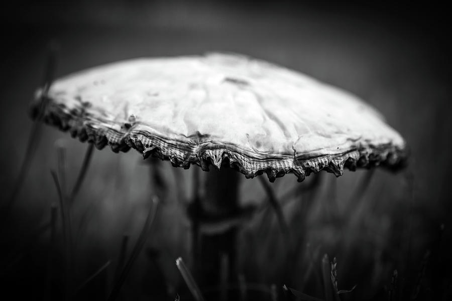 Mushroom Photograph by Toni Thomas