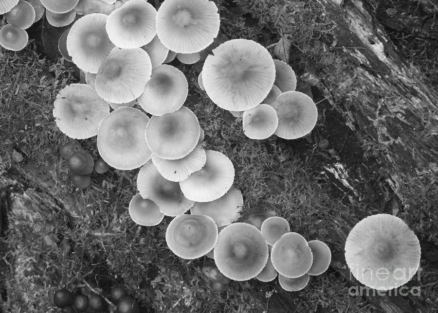 Mushroom Tops Photograph by Richard Reinders - Fine Art America