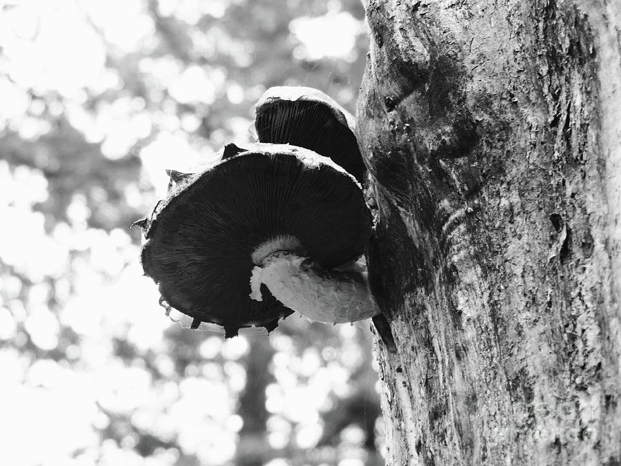 Mushroom Tree  BW002 Photograph by Jor Cop Images