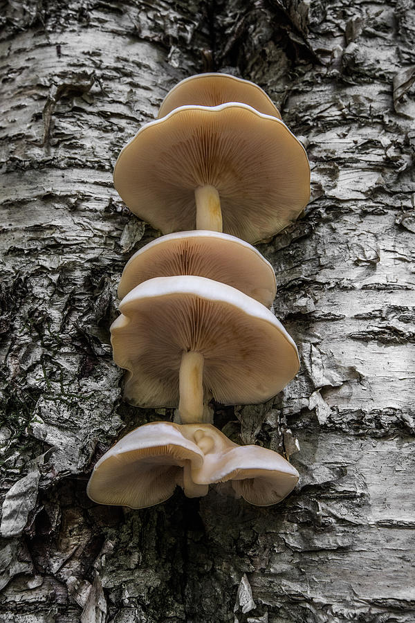 Mushroom Treehouse Photograph by White Mountain Images