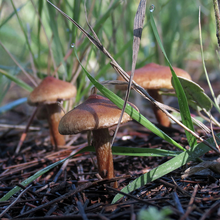 Mushroom Trio Photograph by Laurel Powell