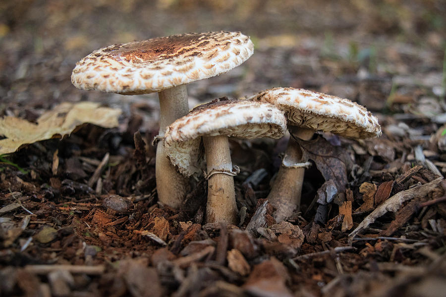 Mushroom Trio Macrolepiota procera Photograph by Frank Wilson