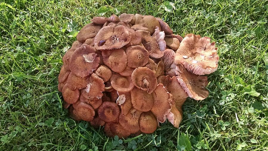 Mushroom Turtle Photograph by Sukie Rickwalt - Fine Art America