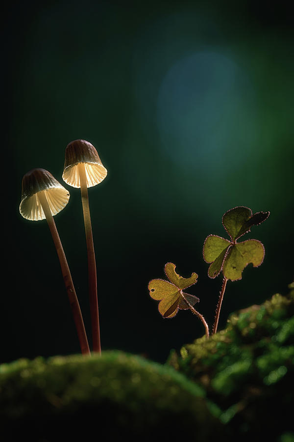 Mushroom twins Photograph by Dirk Ercken