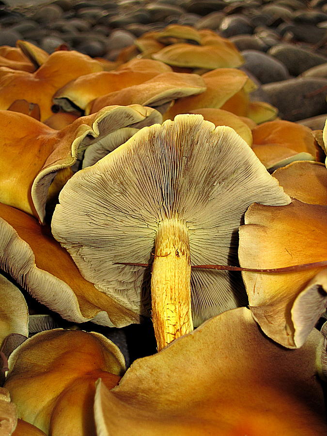Mushroom Two Photograph by John King I I I