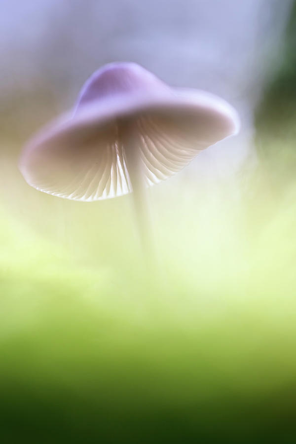 Mushroom UFO Photograph by Dirk Ercken