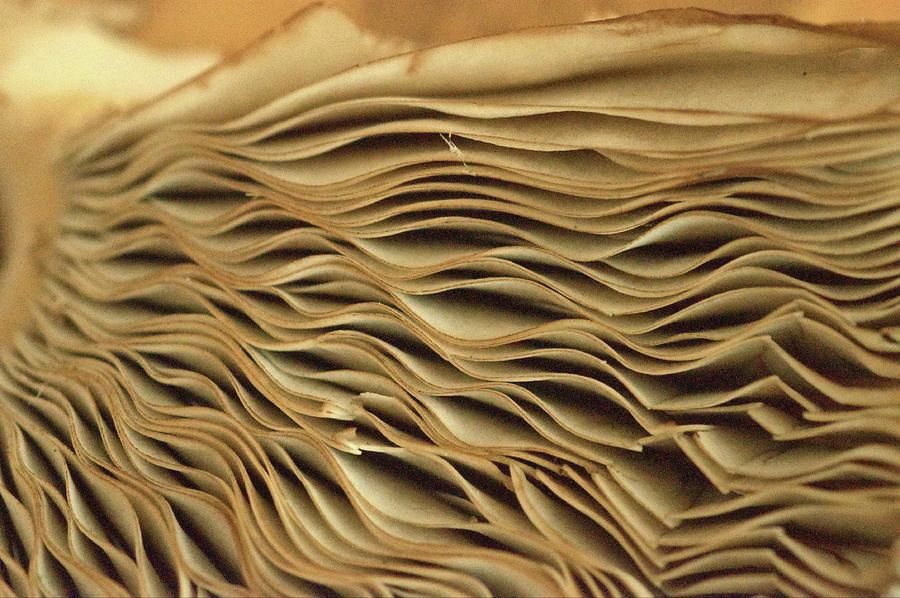 Mushroom Underside Photograph