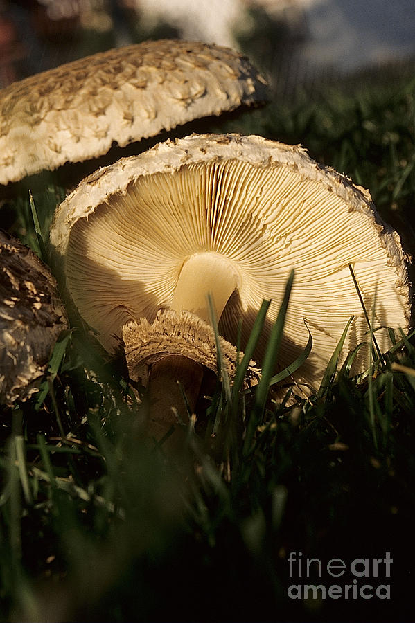 Mushroom V Photograph by Sharon Elliott