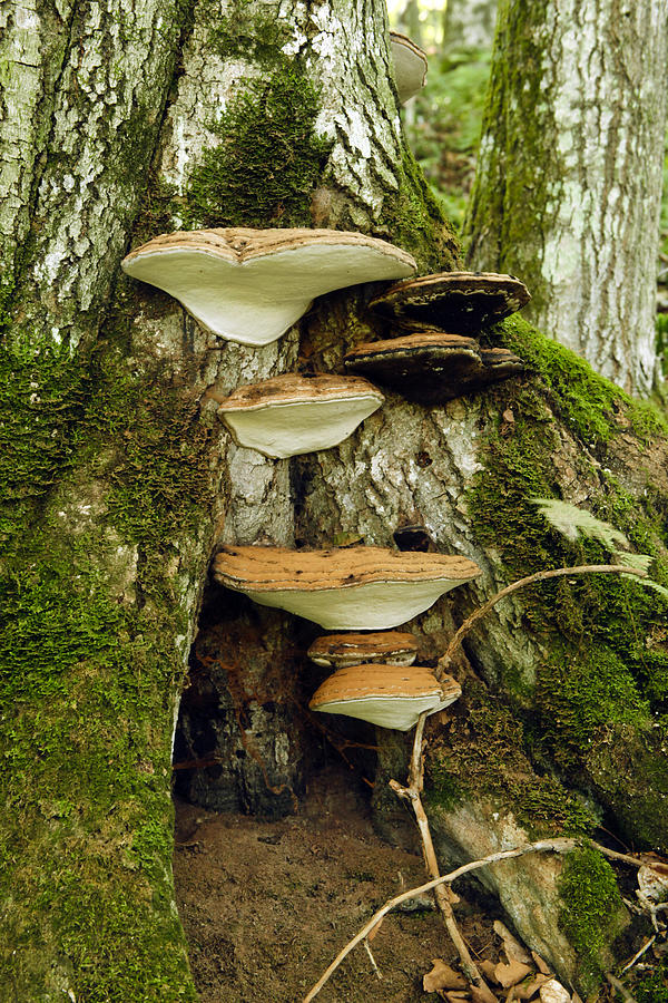 Mushroom Village Photograph by James Steele