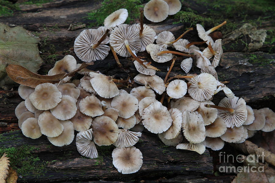 Mushroom Villiage Photograph by Rick Rauzi