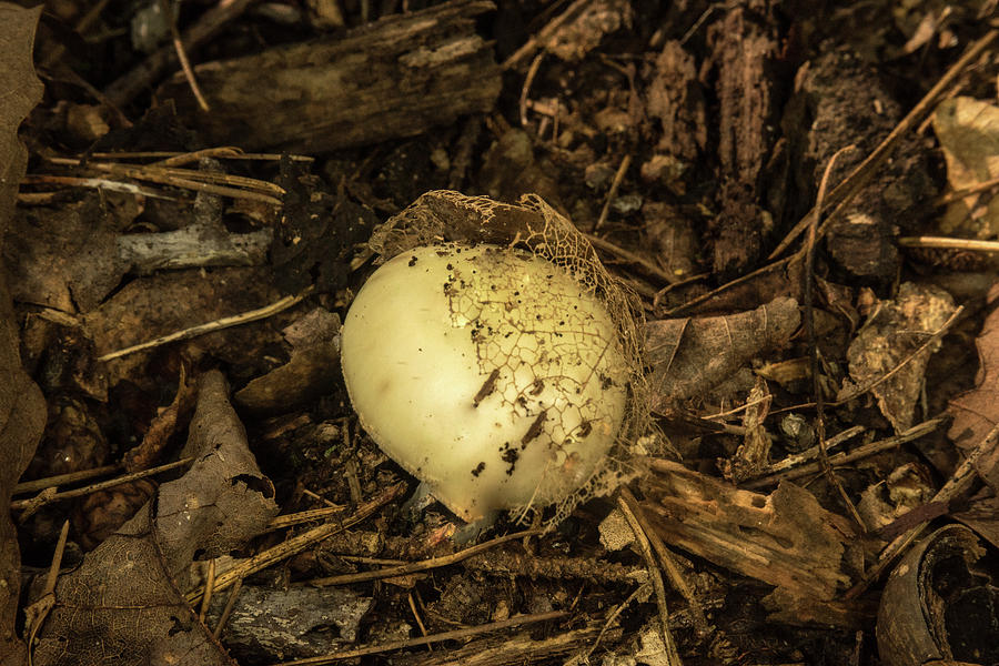 Mushroom with Natures Hairnet Photograph by Douglas Barnett