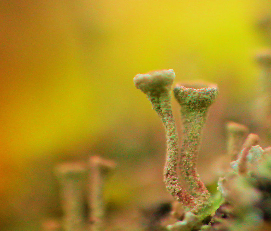 Mushroom World Photograph