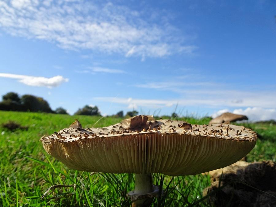 Mushroom, worms eye view Photograph by Susan Baker
