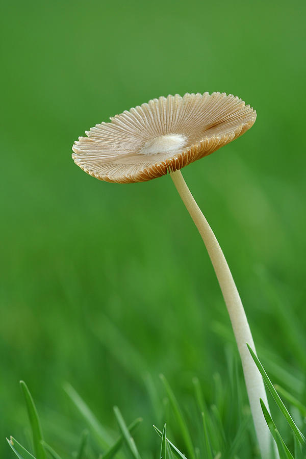 Mushroom Photograph by Yuri Peress