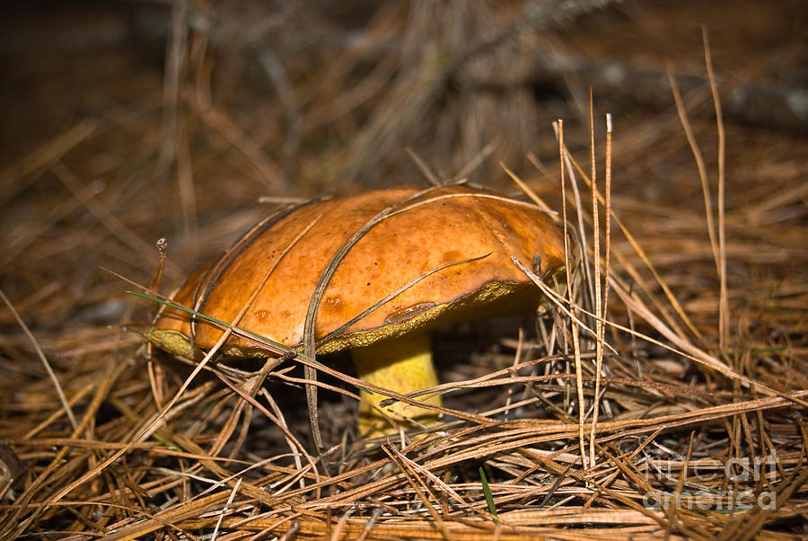 Mushroom Photograph by Yurix Sardinelly