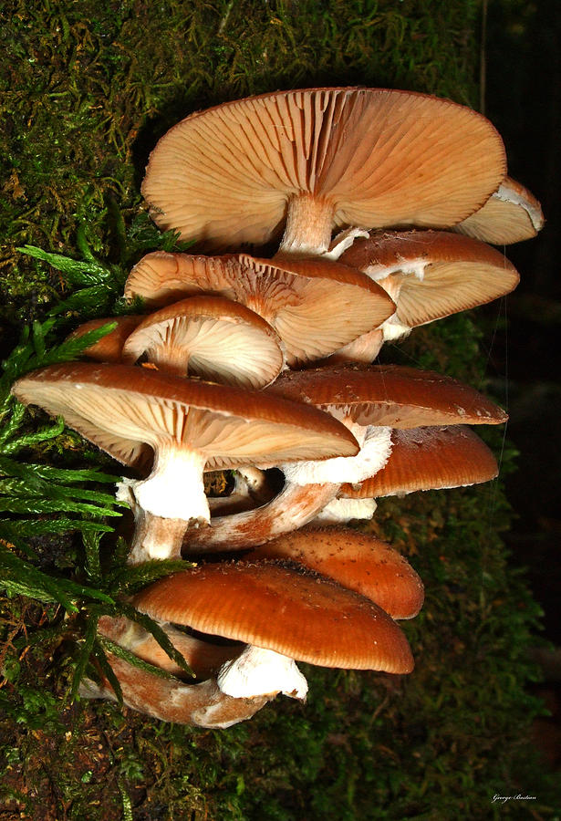 Mushrooms 015 Photograph by George Bostian