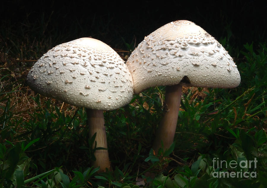 Mushrooms 02A Photograph by Ken DePue