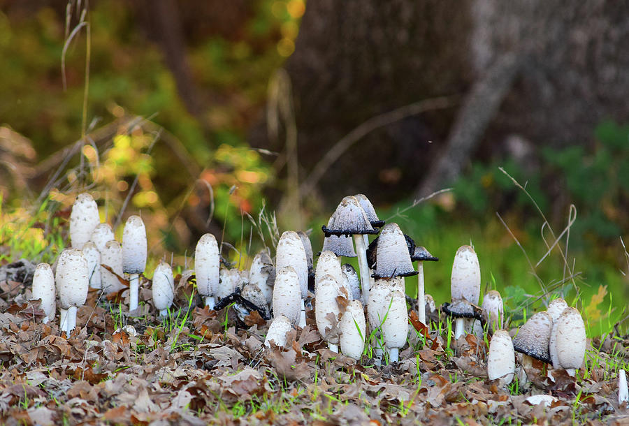 Mushrooms - 1 Photograph