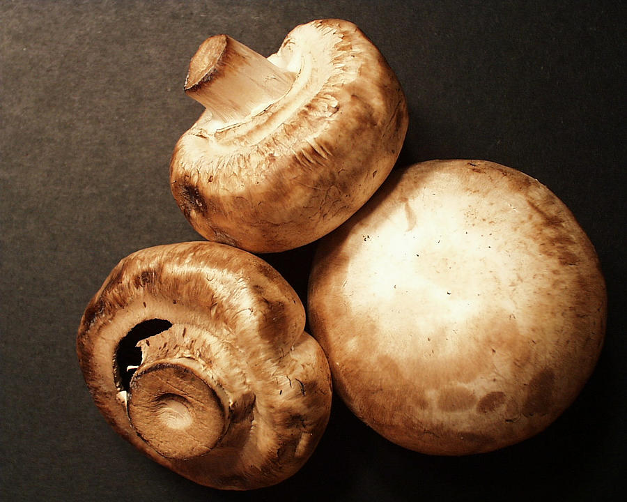 Mushrooms #3 Photograph by Robert Hopkins