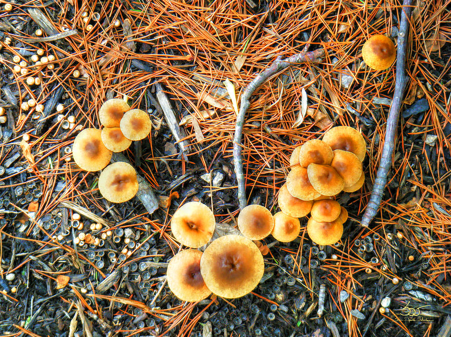 Mushrooms 5 Photograph by Sam Davis Johnson