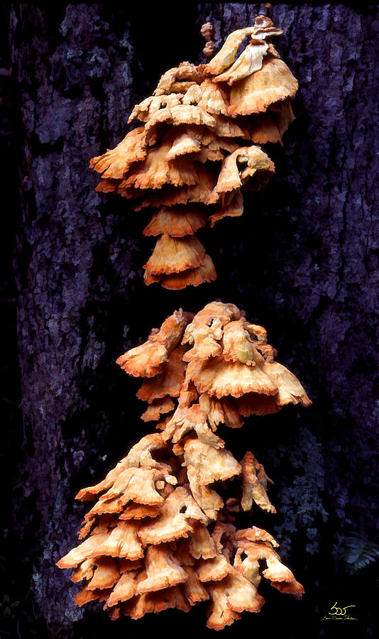 Mushrooms 6 Photograph by Sam Davis Johnson