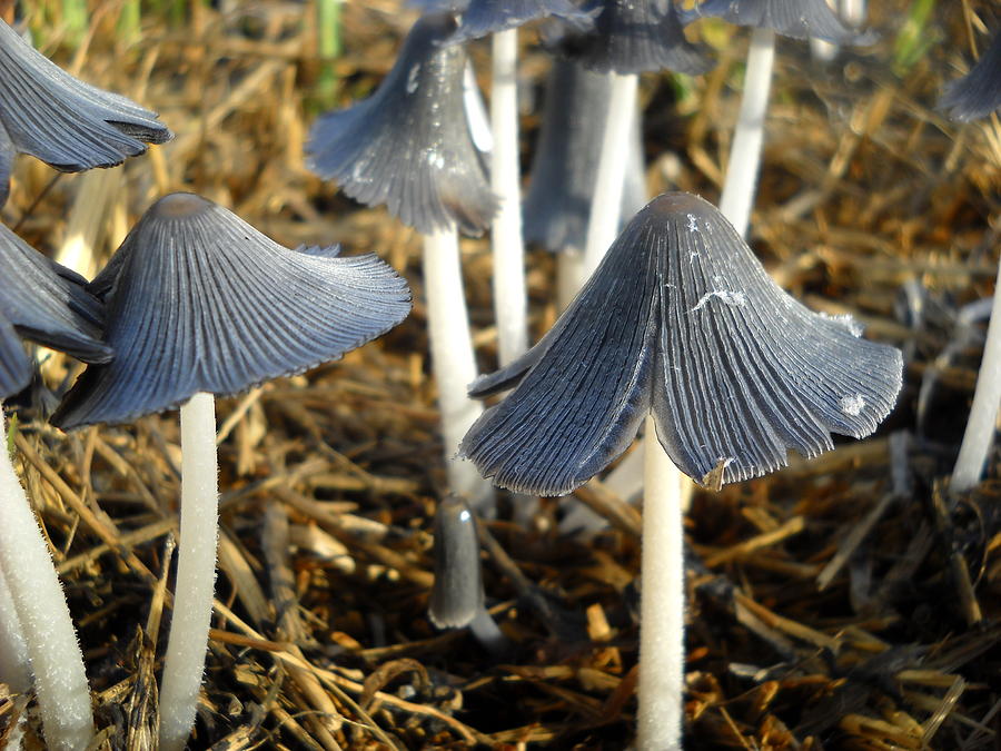 Mushrooms after a June rain Photograph by Kent Lorentzen