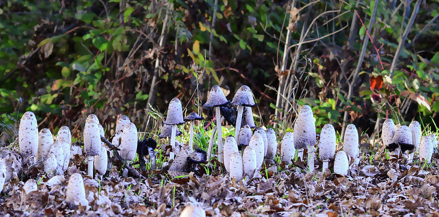 Mushrooms - 2 Photograph