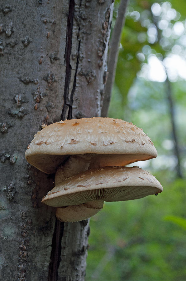 Mushrooms and Bark Photograph by Cathy Mahnke
