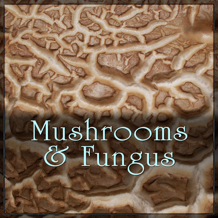 Mushrooms and Fungus Digital Art by Becky Titus