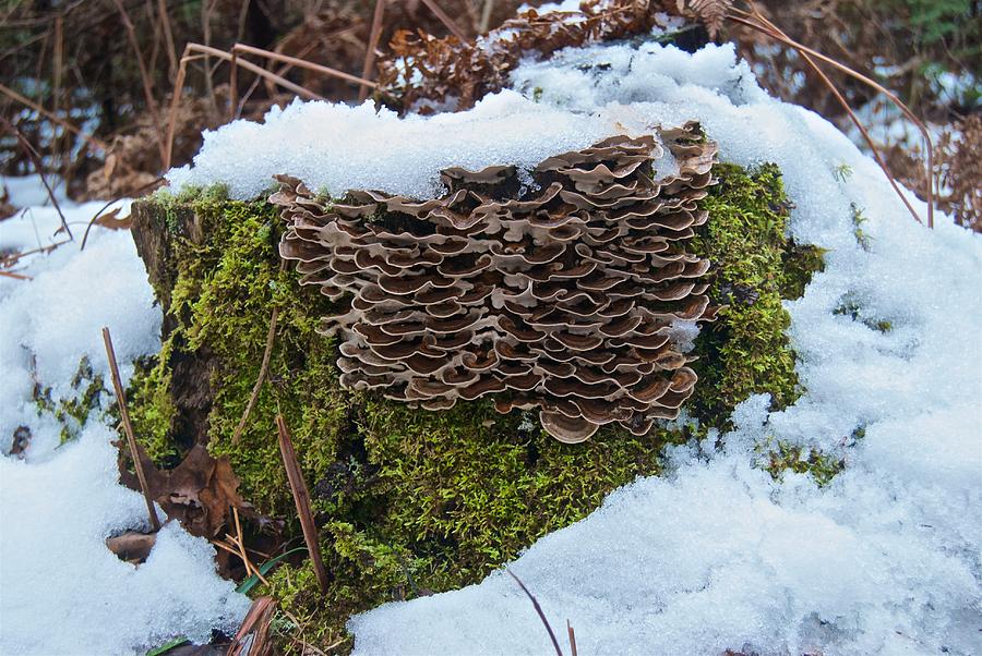 Mushrooms and Moss Photograph by Michael Peychich