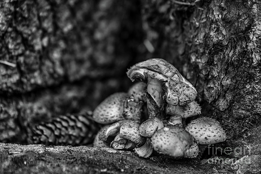 Nature Photograph - Mushrooms and pine cones by Paul Quinn