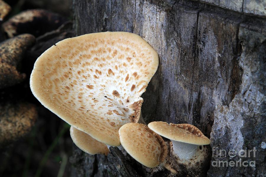 Mushrooms and polypores Photograph by Rick Rauzi