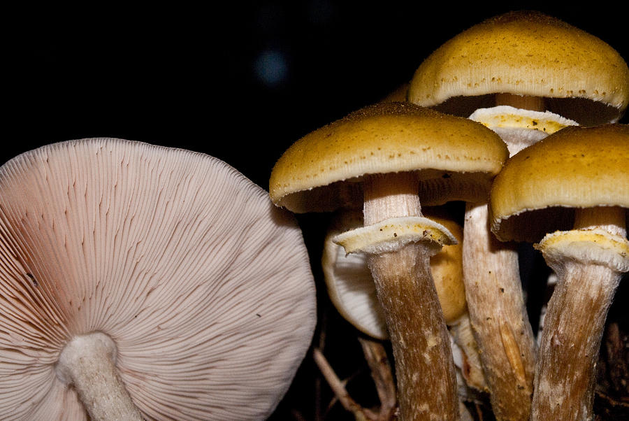 Mushrooms at Sundown Photograph by Douglas Barnett