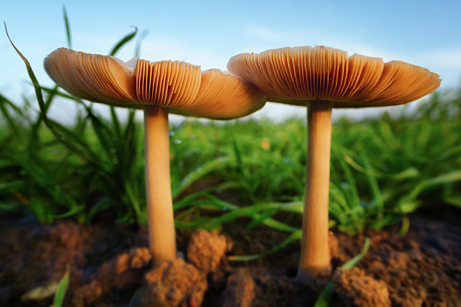 Mushrooms Photograph by Bo Nielsen