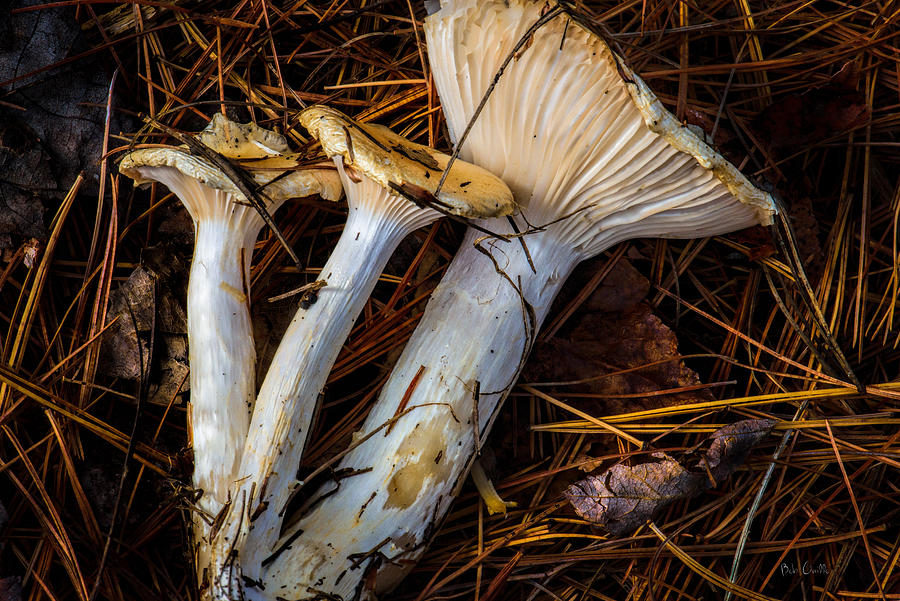 Mushrooms Photograph by Bob Orsillo